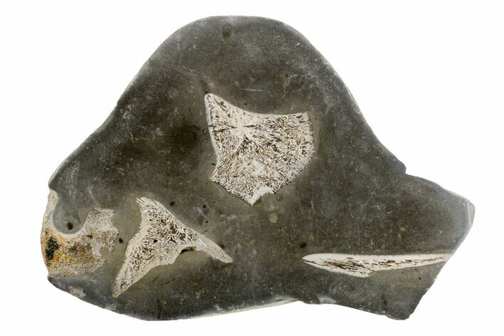 Fossil Plesiosaurus Bones in Cross-Section - England #171179